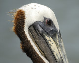 brown pelican BRD5133.jpg