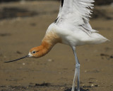 american avocet BRD6054.jpg