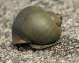 apple snail BRD6480.jpg