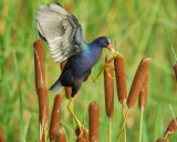 purple gallinule BRD6827.jpg