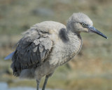 reddish egret BRD7302.jpg