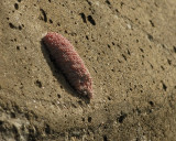 apple snail eggs SCO8173.jpg