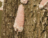 apple snail eggs SCO9391.jpg