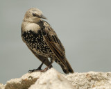 european starling SCO1795.jpg