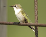 ruby-throated hummingbird SCO2766.jpg