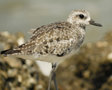 black-bellied plover SCO3333.jpg