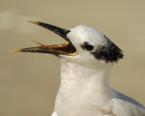 sandwich tern SCO7156.jpg