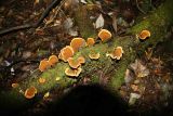 Mt Field National Park Fungi 2