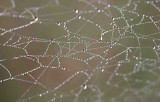 Spiders Lace