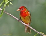 Summer Tanager (First Spring Male) - 7868EW.jpg