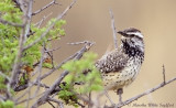 Cactus Wren - 8302EW.jpg