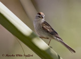 Chipping Sparrow - 8336EW.jpg