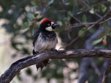 IMG_8454 Acorn Woodpecker - male.jpg