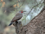 IMG_3213a Northern Flicker - red-shafted.jpg