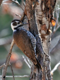 IMG_9732 Arizona Woodpecker - female.jpg