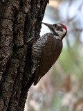 IMG_5294 Arizona Woodpecker male.jpg