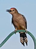 IMG_7489 Gila Woodpecker - male.jpg