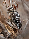 IMG_0268 Ladder-backed Woodpecker - female.jpg