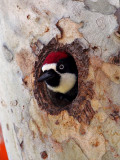 IMG_0585 Acorn Woodpecker - male.jpg