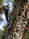 IMG_5270 Acorn Woodpecker.jpg
