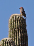 IMG_5170 Gila Woodpecker male.jpg