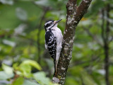 IMG_9079 Hairy Woodpecker female.jpg