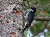 IMG_9822 Black-backed Woodpecker female.jpg
