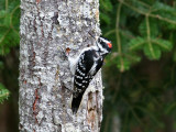 IMG_9542 Hairy Woodpecker male.jpg