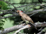 IMG_0588 Northern Flicker - yellow-shafted.jpg