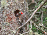 IMG_7478 Northern Flicker - Yellow-shafted .jpg