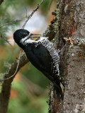 IMG_9788 Black-backed Woodpecker female.jpg