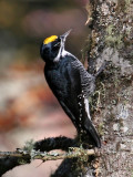 IMG_0632 Black-backed Woodpecker male.jpg