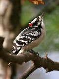 IMG_0816 Downy Woodpecker male.jpg