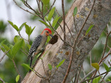 IMG_6061 Red Bellied Woodpecker - male.jpg