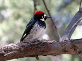 IMG_1359  Acorn Woodpecker - female.jpg
