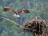 IMG_1994 Osprey.jpg