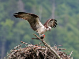 IMG_2027 Osprey.jpg