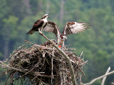 IMG_2063 Osprey.jpg