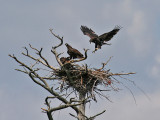 IMG_7870 Bald Eagles.jpg