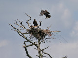 IMG_7874 Bald Eagles.jpg