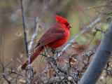 IMG_2039 Northern Cardinal.jpg
