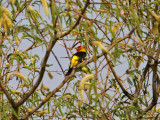 IMG_5265 Western Tanager.jpg