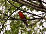 IMG_3854 Flame-colored Tanager.jpg