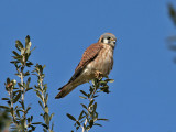 IMG_3828 American Kestrel female.jpg