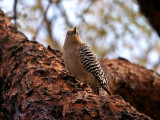 IMG_3845 Gila Woodpecker - female.jpg