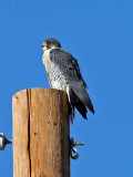 IMG_4645 Peregrine Falcon.jpg