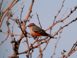 IMG_9146  Vermilion Flycatcher.jpg