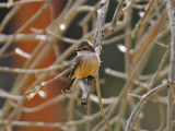 IMG_3848 Vermilion Flycatcher female.jpg