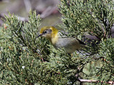 IMG_4365 Olive Warbler.jpg