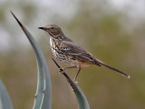 IMG_1847 Sage Thrasher.jpg